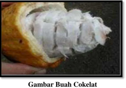 Gambar Buah Cokelat 