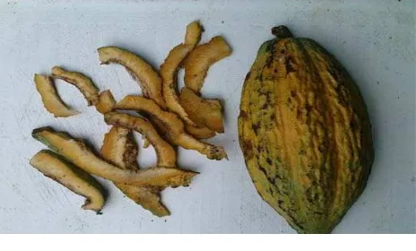 Gambar 2.1. Kulit buah kakao 