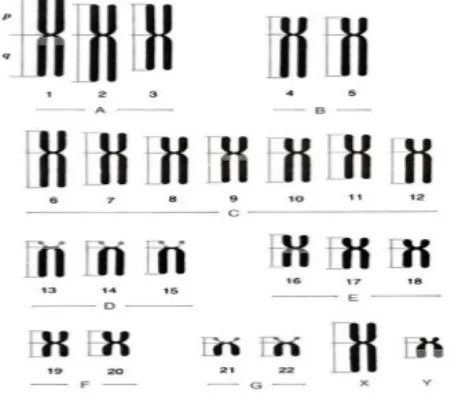 Gambar 1. Klasifikasi kromosom manusiaSel melakukan pembelahan melalui beberapa tahapan
