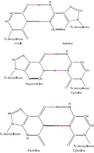 Gambar. 8 Nitrous acid mengubah sitosin menjadi ursil, adenin menjadi 