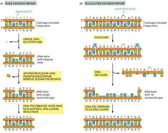 Gambar 11. Mekanisme Base Excision Repair dan Nukleotida 