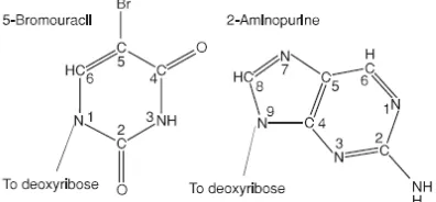 Gambar 6. Struktur basa analog 5-bromouracil dan 2-aminopurine 
