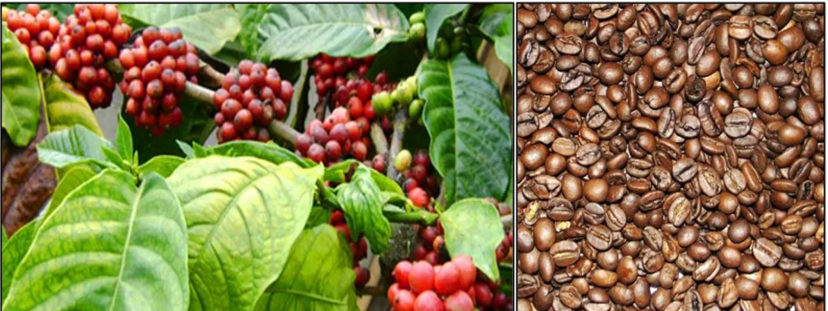 Gambar 2. Daun, buah kopi, dan biji kopi dari perkebunan di Jember  (Perkebunan Kopi, 2010)