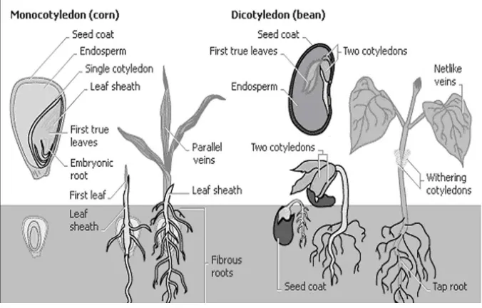 Gambar : Perbedaan Struktur tanaman Jagung dan Kacang Hijau 