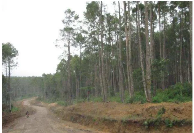 Gambar 2 20 Kondisi Fisik permukaan jalan menuju hutan siosar Sumber : Dokumentasi Pribadi, 2015 