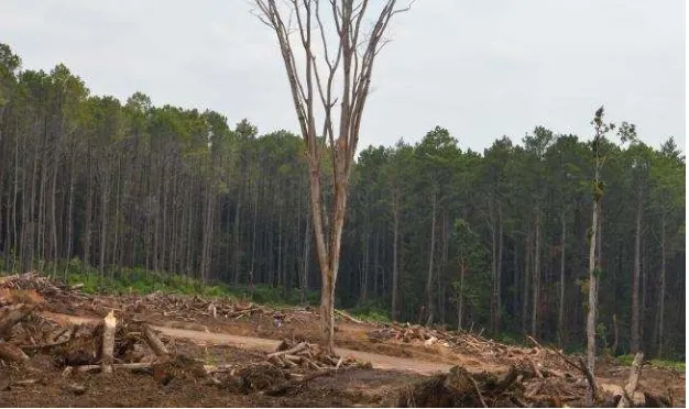 Gambar 2 27 Papan Pinus yang digunakan untuk membantu proses konstruksi  