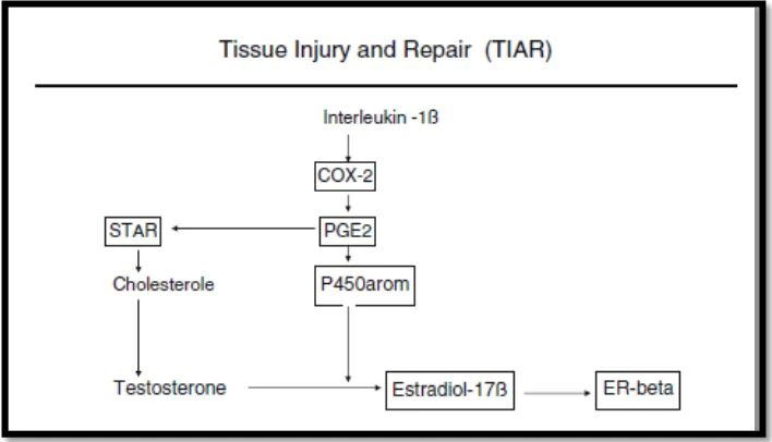Gambar 1. Tissue Injury and Repair dalam kaitan peningkatan reseptor 