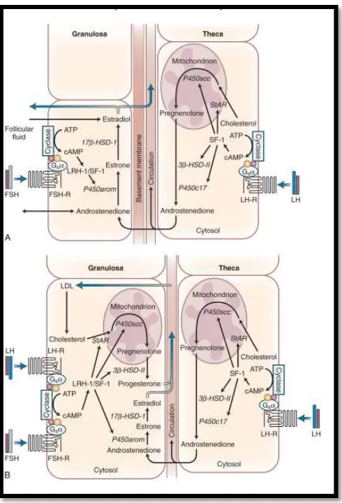 Gambar 6. Metabolisme estrogen ovarium. (diambil dari literatur 10) 