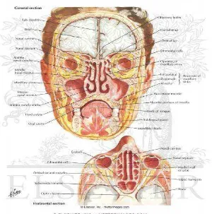 Gambar 2.1: Anatomi sinus paranasal (Netter, 2011) 
