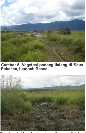 Gambar 6. Vegetasi padang ilalang di lokasi yang diduga sebagai bengkel pembuatan batu di Desa Hangira
