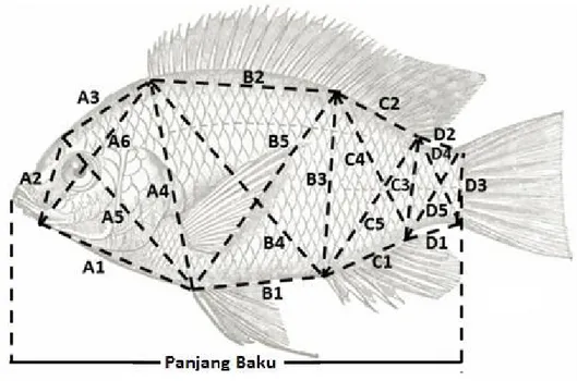Gambar 1. Titik truss morfometrik ikan nila  Keterangan :  