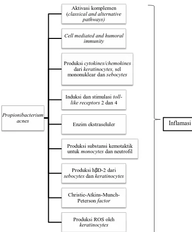Gambar 2.2.  Mekanisme keterlibatan P. acnes dalam proses inflamasi (Shaheen dan Gonzalez, 2013)  