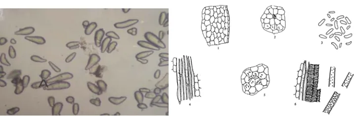 Gambar 3. Endodermis (A), berkas pembuluh (B), dan oleoresin (C) dengan perbesaran 50x