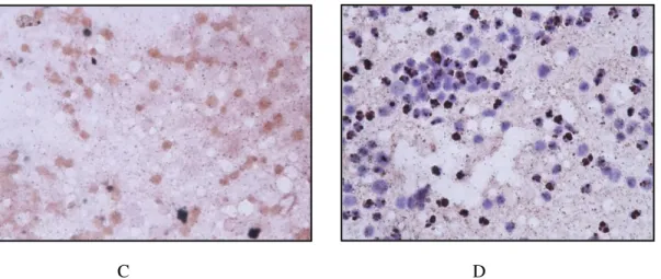 Gambar 1. Gambaran mikroskopis sediaan head squash nyamuk dengan metode imunositokimia  memperlihatkan  reaksi  positif  pada  kontrol  positif  (A);  sampel  positif  Ae