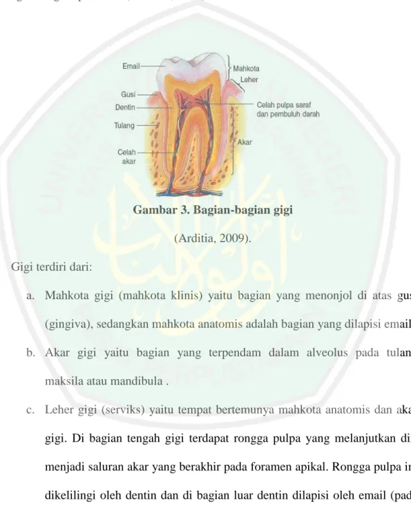 Gambar 3. Bagian-bagian gigi  (Arditia, 2009). 