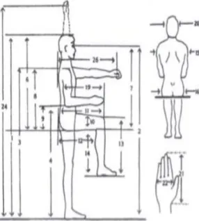 Gambar Anthropometri Tangan 