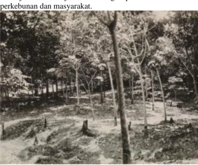 Gambar 3. Peremajaan karet di Perkebunan Tebenan   di Onderafdeeling Banjoeasin en Koeboestrekken, 1938