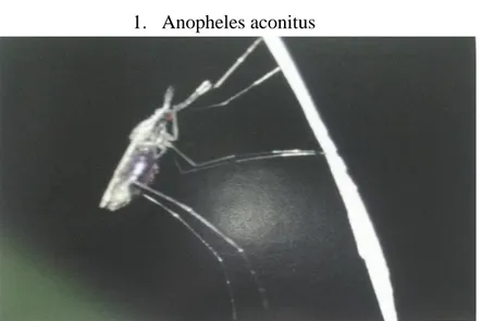 Gambar jenis-jenis nyamuk Anopheles  1.  Anopheles aconitus 