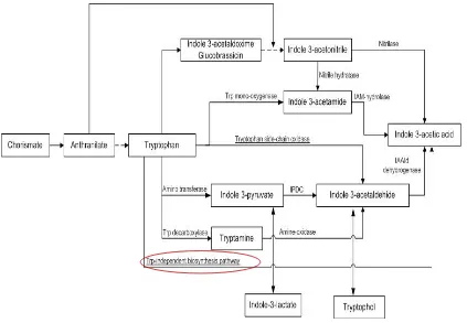 Gambar 2 Jalur biosintesis IAA [2]. 