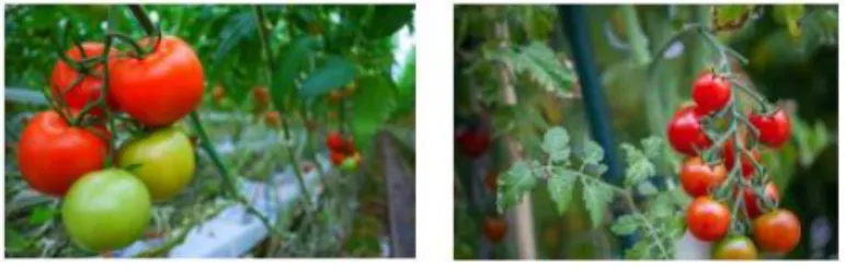 Gambar 4. Tomat 