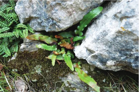 Fig. 3. Asplenium hybridum (Milde) Bange, a stenoendemic of the NE Adriatic islands, in the  crevice of an old dry stone wall (photo by M