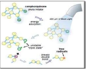 Gambar 3. Pembentukan radikal bebas dari champorquinone