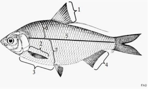 Gambar 3.2. Karakter meristik yang   diamati pada ikan tontobi (Affandi et al., 1992 dengan modifikasi) 