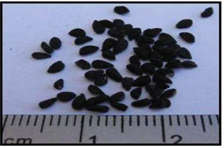 Gambar 2. Biji Jintan Hitam5 