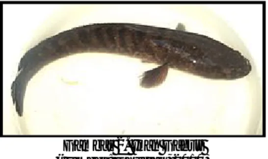 Gambar 2. Ikan Gabus  (sumber: Ghufran, 2010)
