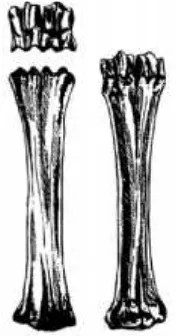 Gambar 1. Tulang cannon (metatarsal). Kiri: sendi break joint yang umum terlihat
