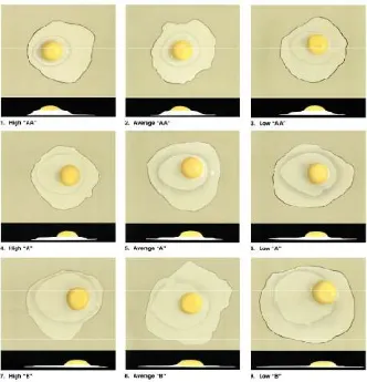 Gambar 11  Perbandingan kualitas isi telur (indeks kuning telur, indeks putih 