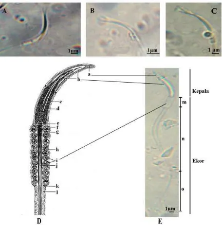 Gambar 2.Morfologi sperma:  A. Kepala sperma C. amboinensis, B. Kepala sperma I. forstenii, C