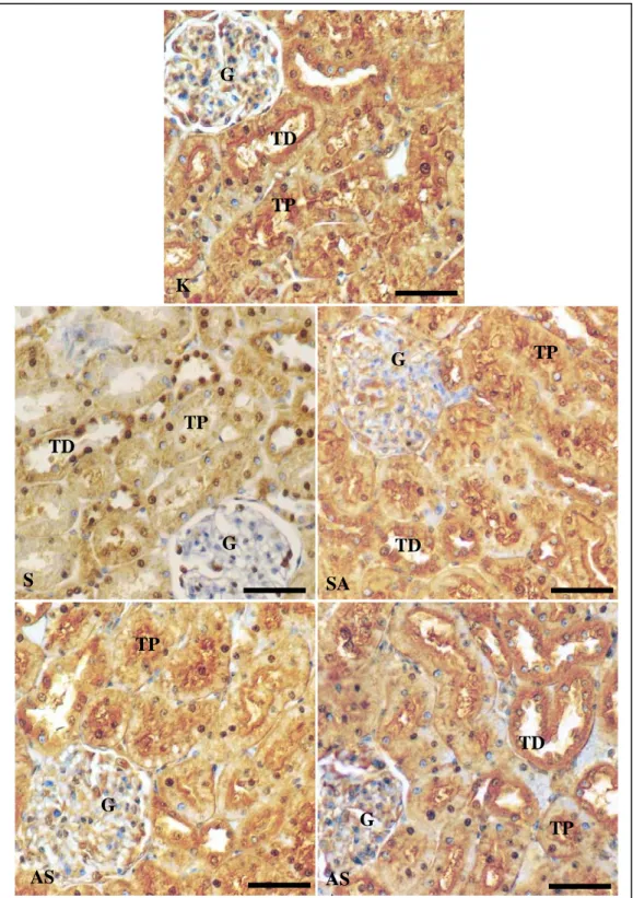 Gambar 3.  Fotomikrograf jaringan ginjal tikus perlakuan yang diwarnai secara imunohistokimia  terhadap Cu,Zn-SOD