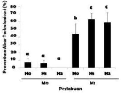 Gambar 4. Tingkat kolonisasi pada akar tanaman jagung yang tidak di inokulasi (M0) dan yang diinokulasi dengan jamur mikoriza arbuskula (M1) pada media tanam yang dicemari dengan merkuri sebanyak 1,46 mg/kg (H1), 2,92 mg/kg (H2) atau tanpa dicemari dengan 
