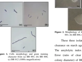 Figure 1. Cells morphology and gram staining character from (a) BR 001; (b) BR 006; 