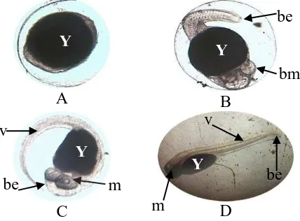 Gambar 1. Perkembangan embrio ikan cupang (Betta splendens) pada tahap pembelahan sel