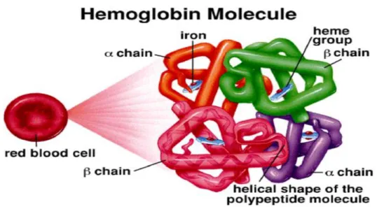 Gambar 1. Struktur Hemoglobin. 