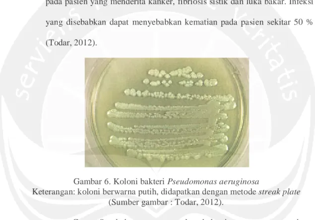 Gambar 6. Koloni bakteri Pseudomonas aeruginosa 