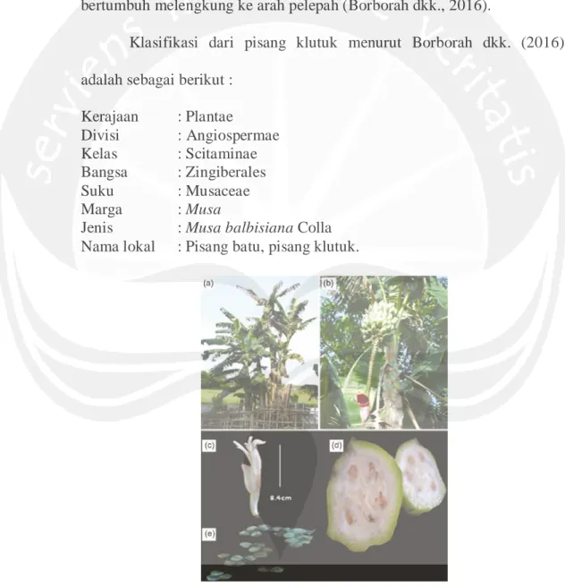 Gambar 1. Pisang klutuk (Musa balbisiana Colla) (Keterangan: a. Pisang  klutuk, b. Pisang klutuk jantan yang telah berbuah, c