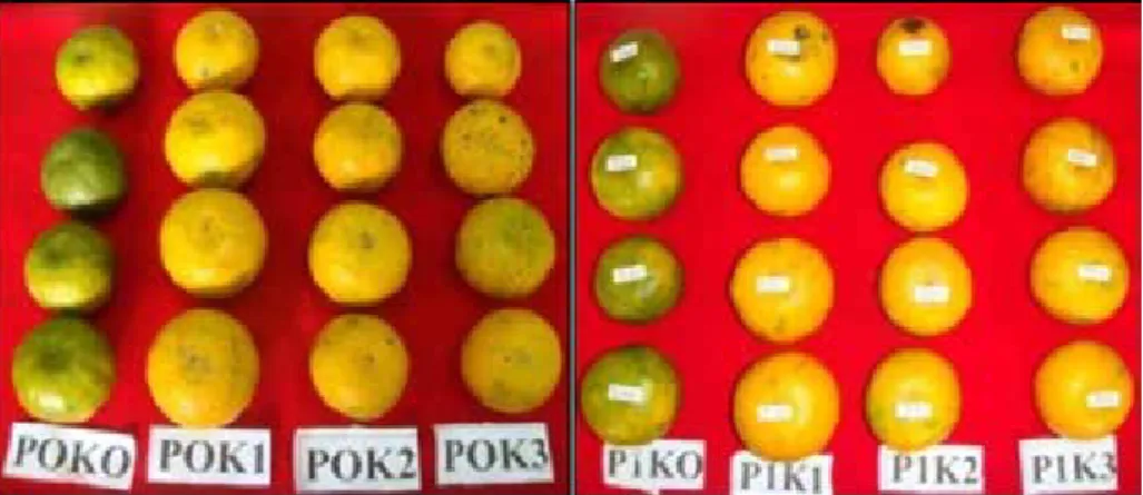 Gambar 2.  Warna kulit  buah jeruk pada perlakuan degreening pada berbagai konsentrasi etilen dan  perlakuan precooling