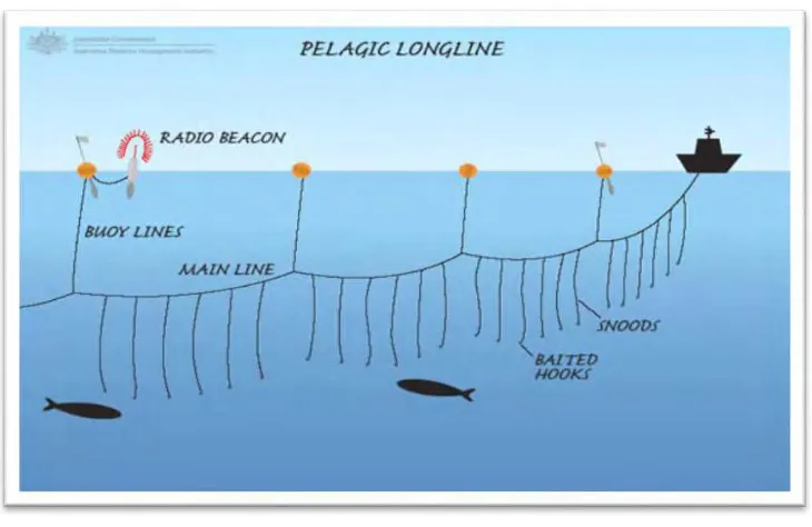 Gambar II-4 Operasi Kapal Loing Line (Sumber : FAO Organization) 
