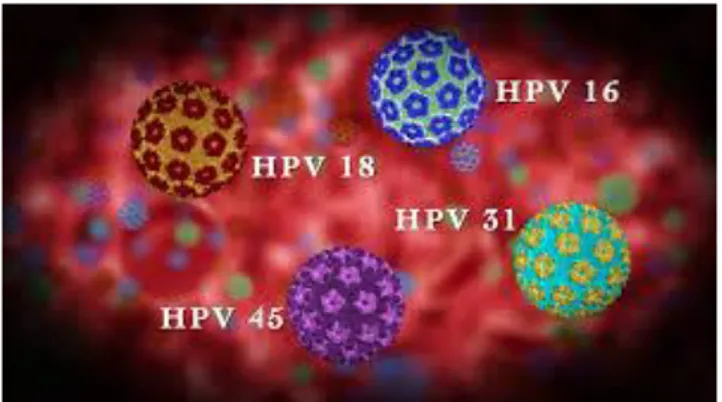 Gambar 5. 1: Jenis-jenis HPV 