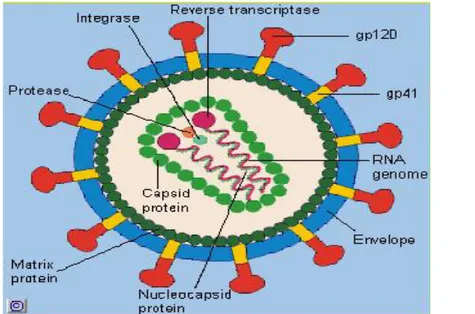 Gambar 5. 4: Virus HIV. 