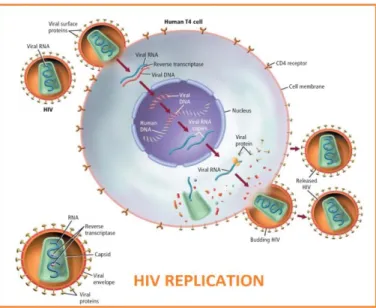 Tabel 4. 1: Cara penularan dan pencegahan HIV/AIDS. 