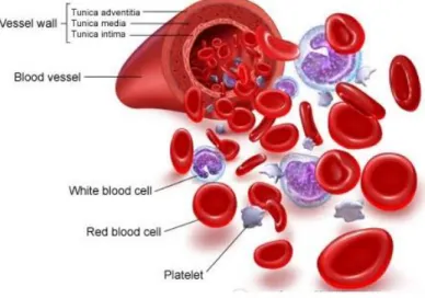 Gambar 4.Komponen darah 