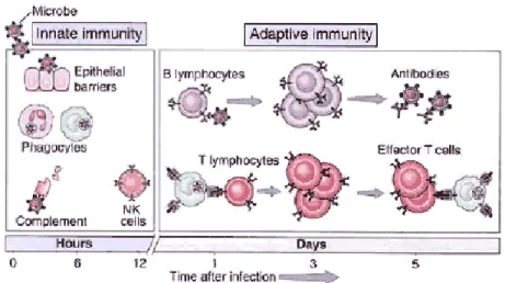 Gambar 11. Perbedaan fungsi sistem imun non-spesifik dan spesifik                                 Diambil dari majalah1000guru.net 