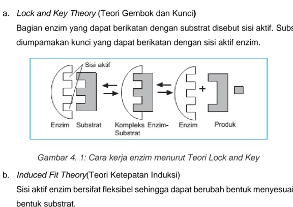 Gambar 4. 1: Cara kerja enzim menurut Teori Lock and Key  b.  Induced Fit Theory(Teori Ketepatan Induksi) 