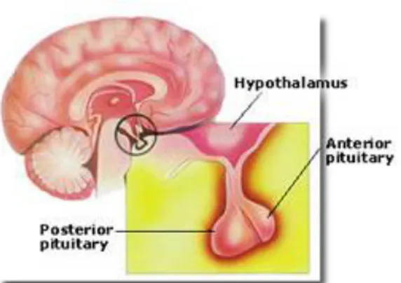 Gambar 4. 4: Kelenjar Hipotalamus dan pituitary (hipofisa)  Kelenjar ini dibedakan menjadi dua bagian, yaitu: 