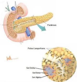 Gambar 4. 6: Kelenjar pancreas 