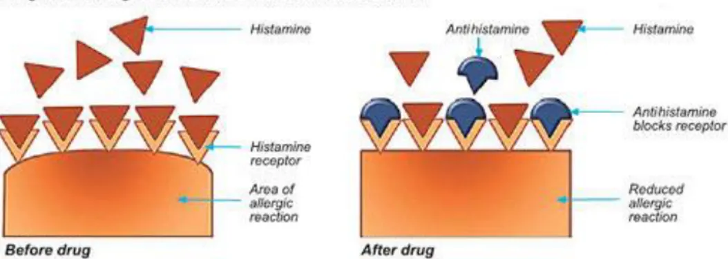 Gambar 3. 1: Antihistamin memblok reseptor histamin 